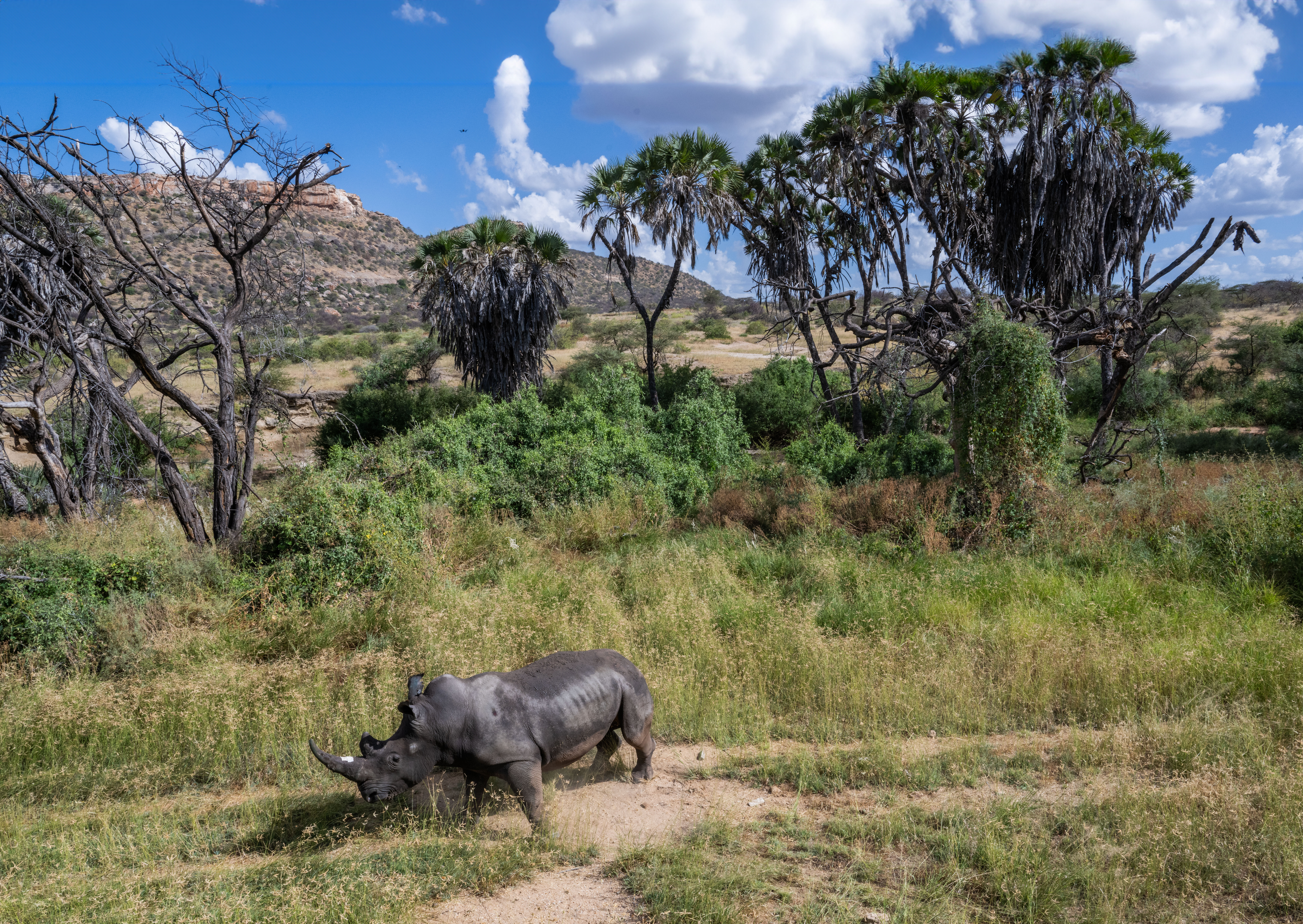 In Photos: 4 White Rhinos Relocated To Sera Conservancy From Lewa